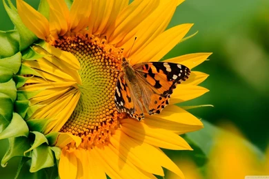 Sunflower Hd   1962564