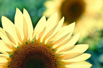 Theme Bin» Blog Archive » Sunflower HD Wallpapers