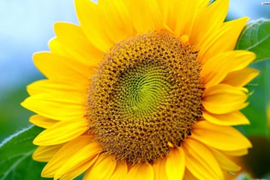 21534) Sunflower Backgrounds HD Wallpapers Attachment   WalOps.com