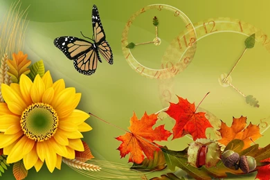 Sunflower For Fall >> HD Wallpaper, Get It Now!