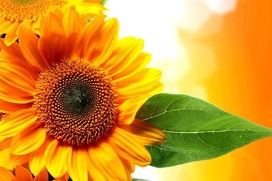Sunflower Gold Nature Beautiful Golden Hd Wallpapers 1577214 ...