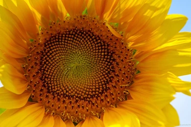 Download 1920x1080 Sunflower HD Wallpapers