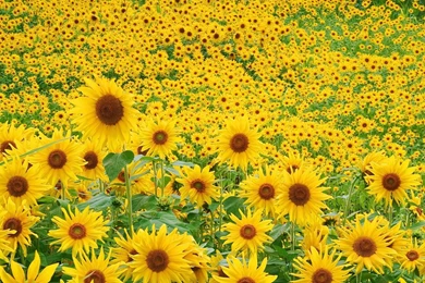 Sunflower Field Wallpapers