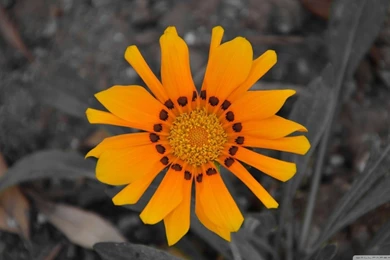 SunFlower HD Desktop Wallpapers : Widescreen : High Definition ...