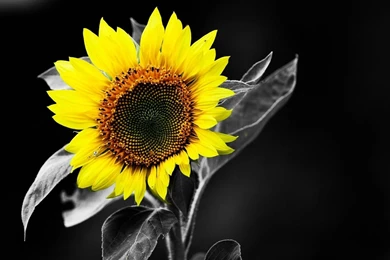 Beautiful Sunflower HD Wallpapers