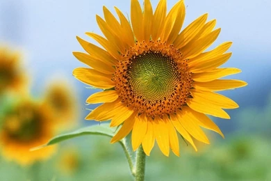 Gallery For   Single Sunflower Wallpapers