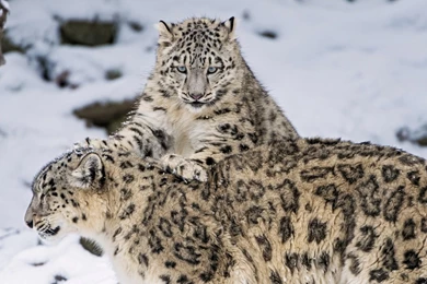 Gallery For   Free Snow Leopard Desktop Wallpapers