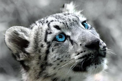 Beautiful White Snow Leopard Wallpapers