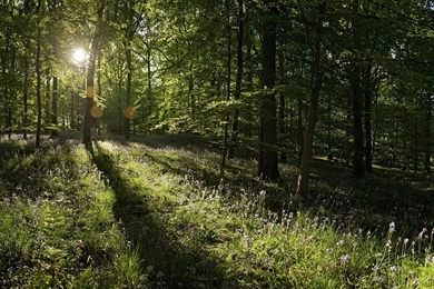Trees, Forest, Sunlight, Panorama, Wildflowers :: Wallpapers