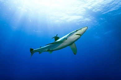 Nurse Shark Desktop Wallpaper, Nurse Shark Photos