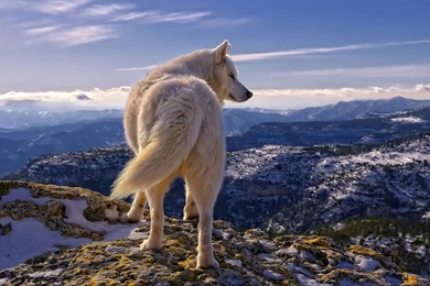 White Wolf HD Wallpapers