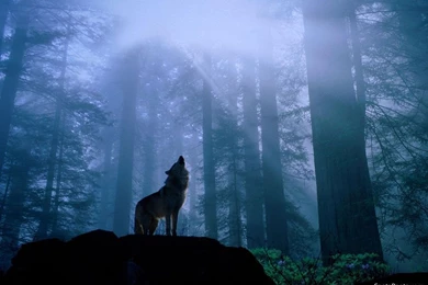 Wolf HD Wallpapers