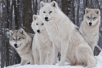 White Wolves Pack HD Desktop Wallpapers : Widescreen : High ...