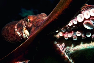 Octopus HD Wallpapers 43058 Full HD Wallpapers Desktop   Res ...