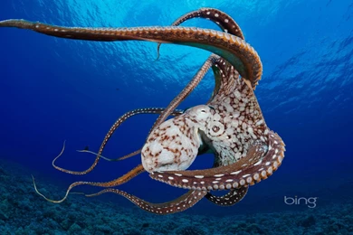 Day Octopus Desktop Backgrounds HD 1920x1200