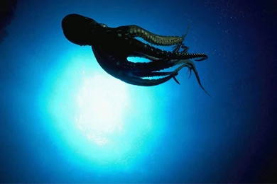 Octopus Swimming Underwater