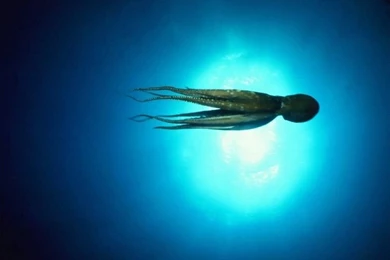 Fish: Moonlight Octopus Blue Ocean HD Wallpapers For HD 16:9 High ...