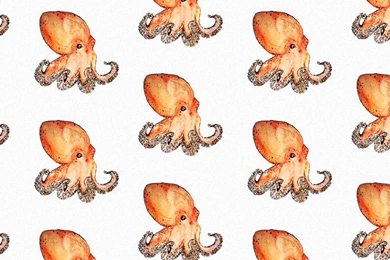 All Over Orange Octopus Ask.fm Backgrounds   Animal Wallpapers
