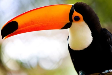 Toucan HD Wallpaper, Toucan Backgrounds, New Wallpapers