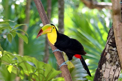 Keel billed Toucan Wallpapers HD