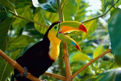 Toucan Image.jpg