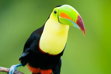 17 HD Toucan Bird Wallpapers   HDWallSource.com