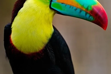 Toucan HD Desktop Wallpapers : High Definition : Fullscreen ...