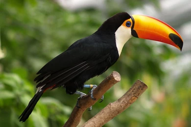 Toucan Wallpapers Animal Wallpapers