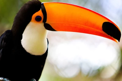 Toco Toucan HD Wallpapers