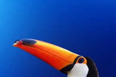 Toucan Wallpapers Toucan Wallpapers – Ipadwallpapershop.com