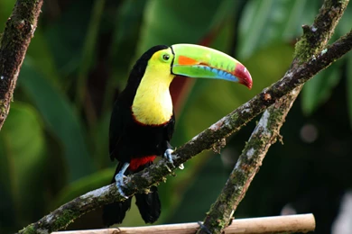 Keel billed Toucan Wallpapers HD