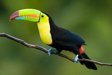 Wallpapers Toucan Hd 1100x731