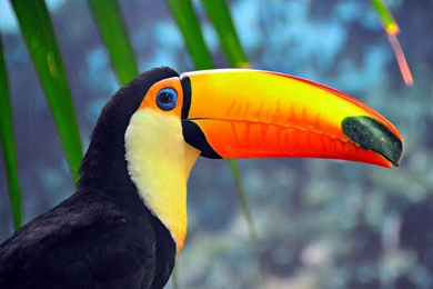 Toucan   (