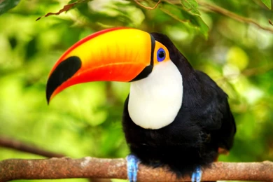 Toucan Wallpapers For Widescreen Desktop PC 1920x1080 Full HD