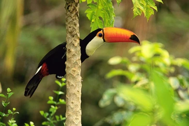 Toucan Wallpapers 702374