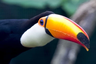 Toucan