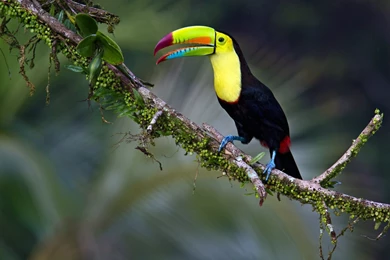 TOUCAN Parrot Bird Tropical (32) Wallpapers