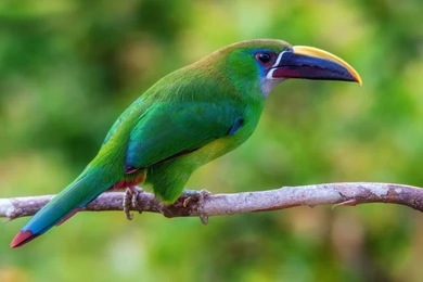 Toucan Bird hd wallpaper.jpg