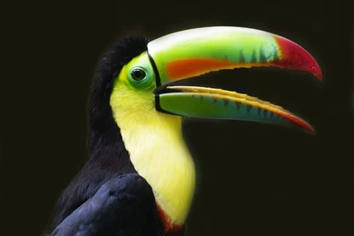 Toucan Panama