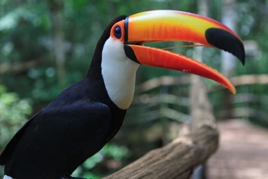 Toucan Toco Wallpapers