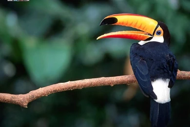 The Colorful Birds   Bird Photography24   Wallcoo.net