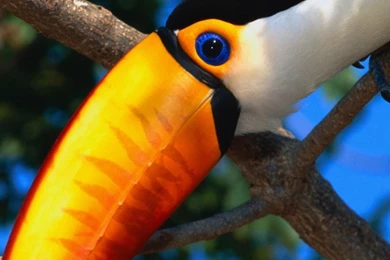 Sony Xperia Z1, ZL, Z, Samsung Galaxy S4, HTC One Toucan ...