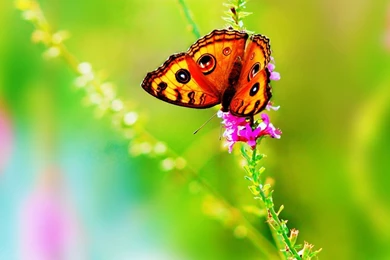 Butterfly HD Wallpaper.jpg
