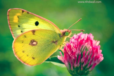 Butterfly Hd Wallpapers