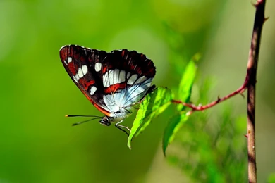 BUTTERFLIES & NATURE On Pinterest