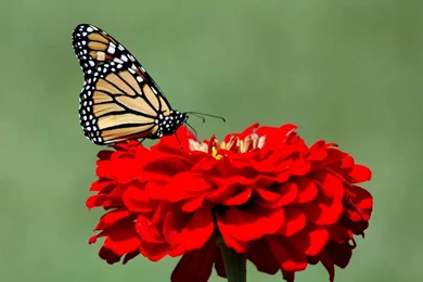 Butterflies Rose Hd Wallpapers