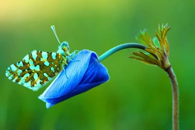 Colorful Butterfly Wallpapers 6 Free Hd Wallpapers   Hivewallpaper.com