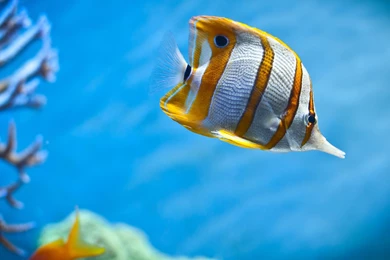 Copperband Butterfly Fish Wallpapers