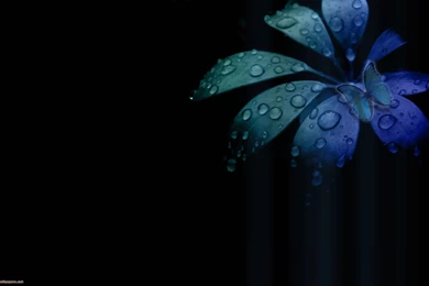 Hd Wallpapers Butterfly   1875265