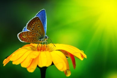 Butterfly On Yellow Color Flowers Hd Wallpapers